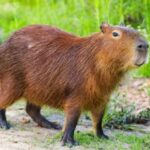 ¿Por Qué se Puso de Moda el Capibara? El Fenómeno Viral que Conquistó Internet