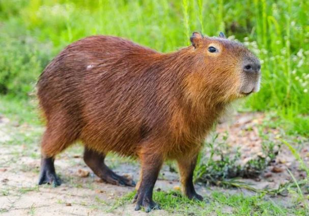 ¿Por Qué se Puso de Moda el Capibara?