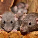 ¿Por Qué las Ratas se Llevan el Veneno? La Razón Detrás de Este Comportamiento