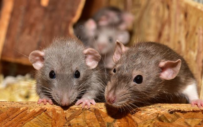 ¿Por Qué las Ratas se Llevan el Veneno?
