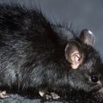 ¿Por Qué las Ratas Vuelven al Mismo Lugar? La Ciencia Detrás de Este Comportamiento