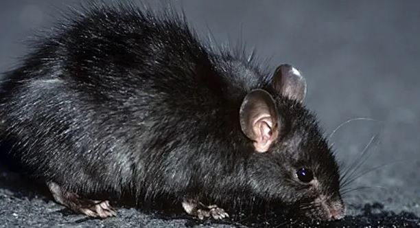 ¿Por Qué las Ratas Vuelven al Mismo Lugar?