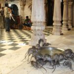 ¿Por qué las ratas son sagradas en la India? La fascinante historia detrás de esta tradición única