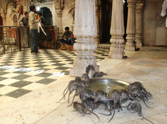 ¿Por qué las ratas son sagradas en la India?