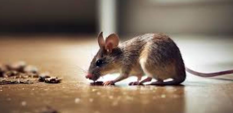¿Por qué las ratas chillan?
