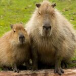 ¿El capibara es un animal terrestre? La verdad sobre el roedor más grande del mundo