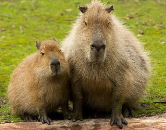 ¿El capibara es un animal terrestre?