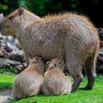 ¿Dónde vive el capibara? Hábitat, distribución y curiosidades