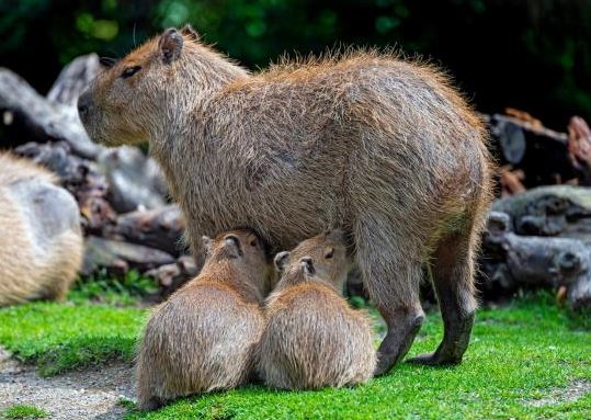 ¿Dónde vive el capibara?