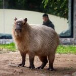 ¿Los capibara están en peligro de extinción? Todo sobre su situación actual
