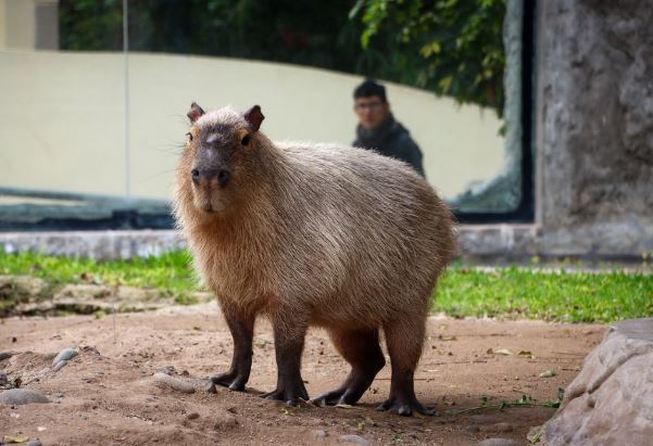 ¿Los capibara están en peligro de extinción?