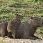 Capibara: qué es, dónde vive y por qué se ha vuelto tan popular