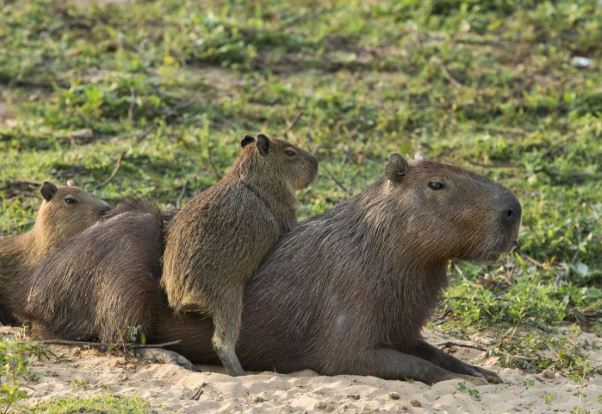 ¿Qué es un capibara?