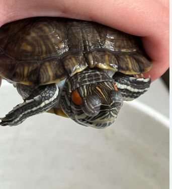 ¿Qué hacer si mi tortuga tiene los ojos hinchados?